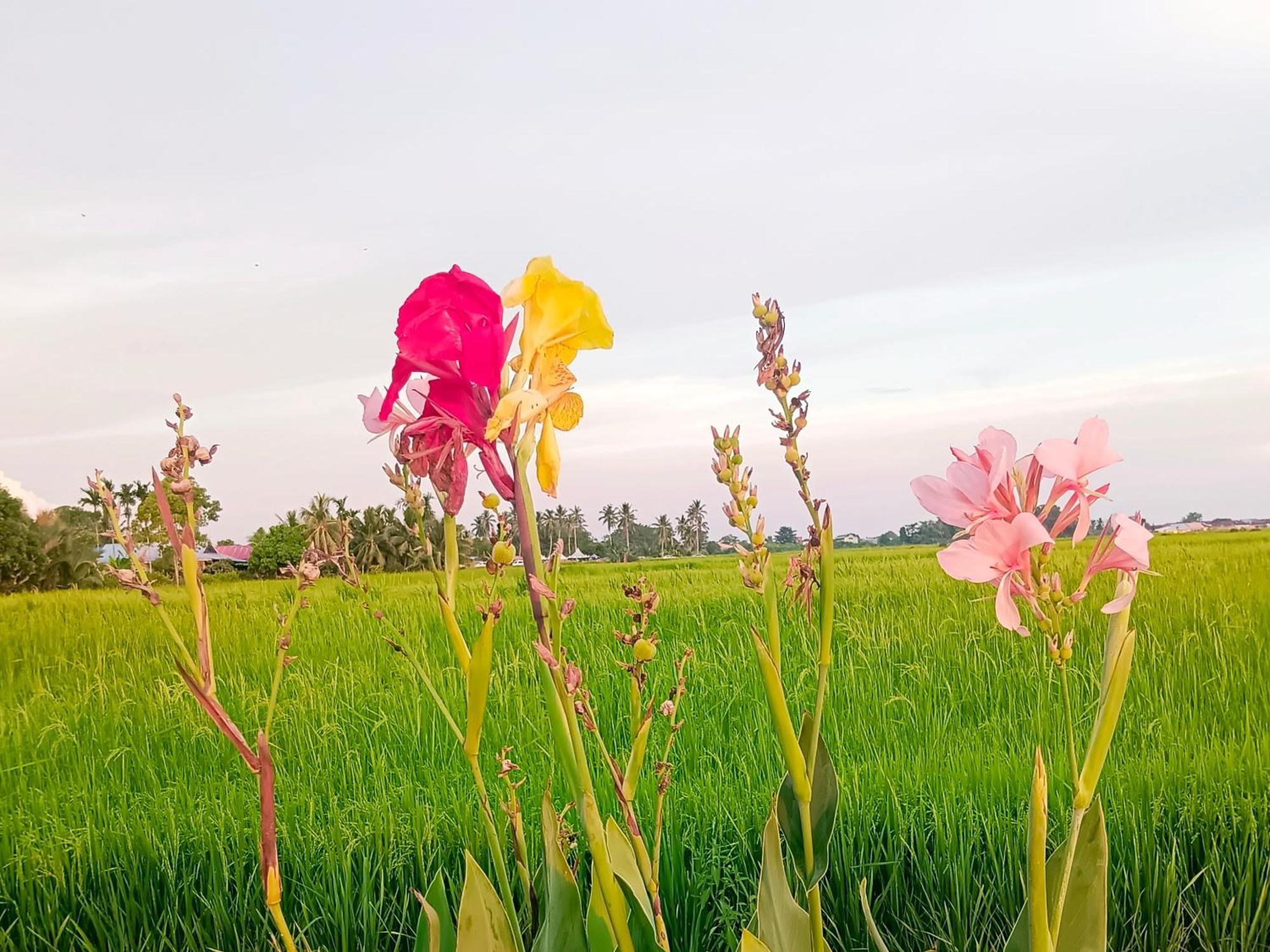 Kurau Inn Farmstay Kuala Kurau Bagian luar foto